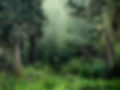 Tranquil forest